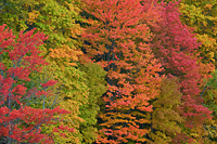 Beech and Maple Forest, Autumn, Northern Michigan