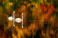 Trumpeter Swans, Ottawa National Forest, Ultimate Autumn Forest and Lake Superior Shoreline, MI