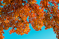 Back Lighting on Maple Leaves, Ottawa National Forest, MI