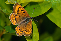 Purplish Copper Butterfly