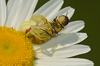 Goldenrod Crab Spider with Prey, Upper Peninsula, Michigan