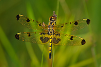 Calico Pennant, Female, (Celithemis elisa), Upper Peninsula, Michigan