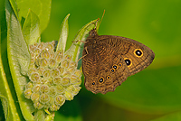 Wood Nymph Butterfly, (Cercyonis pegala), Upper Peninsula, Michigan