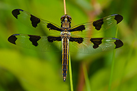 Twelve-spotted Skimmer Dragonfly, (Libellula pulchella), Female or Juvenile, Upper Peninsula, Michigan