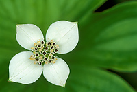 Bunchberries, Michigan