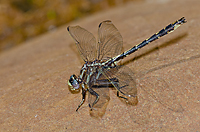 Lancet Clubtail, Summer Safaris, Michigan