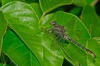 Lancet Clubtail, Summer Safaris, Michigan