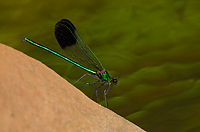 River Jewelwing, Damselfly, Summer Safaris, Michigan