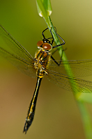 Racket-tailed Emerald Dragonfly, Summer Safaris, Michigan