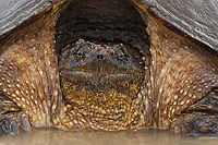 Snapping Turtle, Laying Eggs, Summer Safaris, Michigan