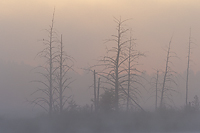 Foggy Bog, Summer Safaris, Michigan