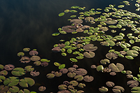 Lily Pads and Pond Shield, Summer Safaris, Michigan