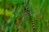 Twin-spotted Spiketail Dragonfly, Summer Safaris, Michigan