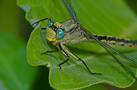 Horned Clubtail, Dragonfly, Summer Safari, Michigan