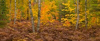 Birch Forest, Autumn, Northern Michigan