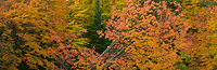 Driggs River, Autumn, Northern Michigan