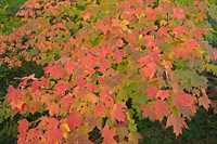 Maple Leaves, Autumn, Michigan