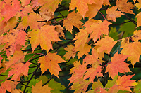 Maple Leaves, Autumn, Michigan