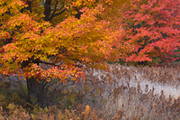 Maple Tree, Autumn, Northern Michigan