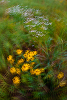 Tahquamenon Watershed, Seney National Wildlife Refuge and Niagara Escarpment, Michigan - All Skill Levels Workshop