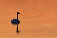 Tahquamenon Watershed, Seney National Wildlife Refuge and Niagara Escarpment, Michigan - All Skill Levels Workshop