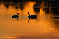 Tahquamenon Watershed, Seney National Wildlife Refuge and Niagara Escarpment, Michigan - All Skill Levels Workshop