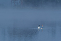 Tahquamenon Watershed, Seney National Wildlife Refuge and Niagara Escarpment, Michigan - All Skill Levels Workshop