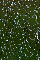Dew Covered Spider Web, Northern Michigan
