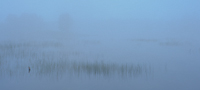 Fog Shrouded Pond, Northern Michigan