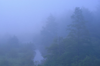 Fog Shrouded Stream, Northern Michigan