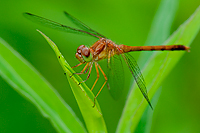 Meadowhawk Dragonfly, Foggy Bogs and Dewy Insects Workshop, Michigan