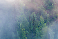 Fog Shrouded Old Growth Forest, Foggy Bogs and Dewy Insects, Michigan