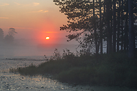 Foggy Bog, Foggy Bogs and Dewy Insects, Michigan