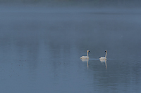 Trumpeter Swans, Foggy Bogs and Dewy Insects Workshop, Michigan