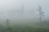 Fog Shrouded Bog, Foggy Bogs and Dewy Insects Workshop, Michigan