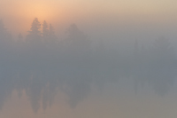 Fog Shrouded Bog, Foggy Bogs and Dewy Insects Workshop, Michigan