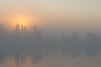 Fog Shrouded Bog, Foggy Bogs and Dewy Insects Workshop, Michigan