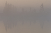 Fog Shrouded Bog, Foggy Bogs and Dewy Insects Workshop, Michigan