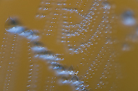 Dew Covered Spider Web, (Multiple Exposure), Foggy Bogs and Dewy Insects Workshop, Michigan