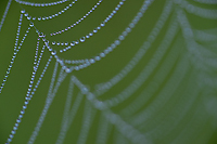 Dew Covered Spider Web, Foggy Bogs and Dewy Insects Workshop, Michigan