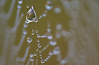 Dew Covered Spider Web, Foggy Bogs and Dewy Insects Workshop, Michigan