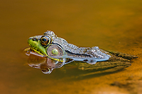 Green Frog, Foggy Bogs and Dewy Insects Workshop