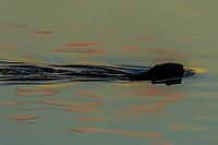 Beaver, At Dawn, Foggy Bogs and Dewy Insects Workshop, MI
