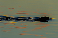 Beaver, At Dawn, Foggy Bogs and Dewy Insects Workshop, MI