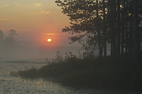 Foggy Bogs and Dewy Insects Workshop, Michigan