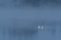 Foggy Bogs and Dewy Insects Workshop, Michigan