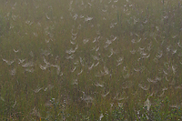 Foggy Bogs and Dewy Insects Workshop, Michigan