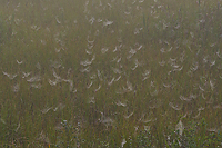 Foggy Bogs and Dewy Insects Workshop, Michigan