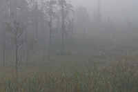 Foggy Bogs and Dewy Insects Workshop, Michigan