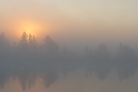 Foggy Bogs and Dewy Insects Workshop, Michigan